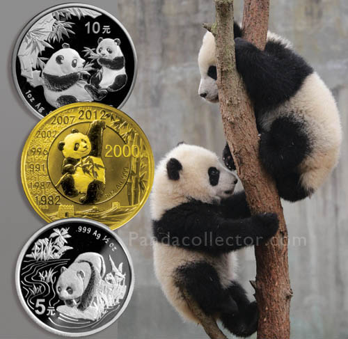 Panda cubs in a tree at Chengdu Research Base of Giant Panda Breeding with panda coins 
