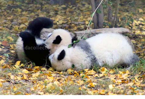 Panda cubs playing at Chengdu Research Base of Giant Panda Breeding 