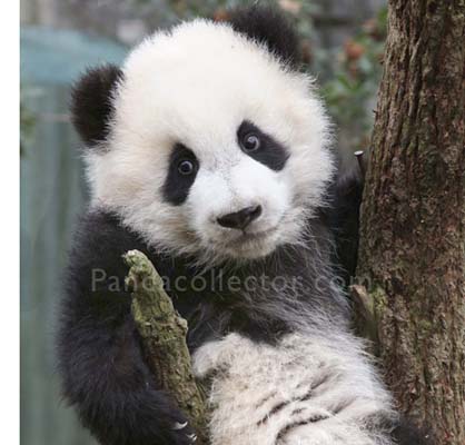 Panda cub in a tree at Chengdu Research Base of Giant Panda Breeding 