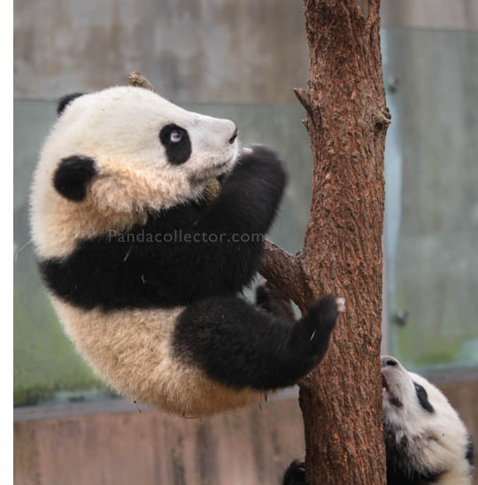 Panda cub in a tree at Chengdu Research Base of Giant Panda Breeding 