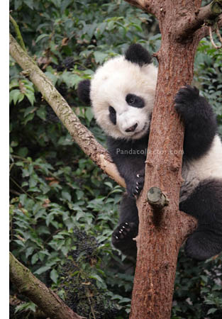 Panda cub in a tree at Chengdu Research Base of Giant Panda Breeding 