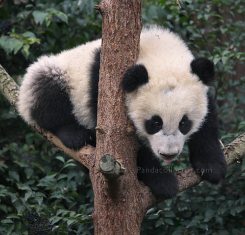 Panda cub in a tree at Chengdu Research Base of Giant Panda Breeding 